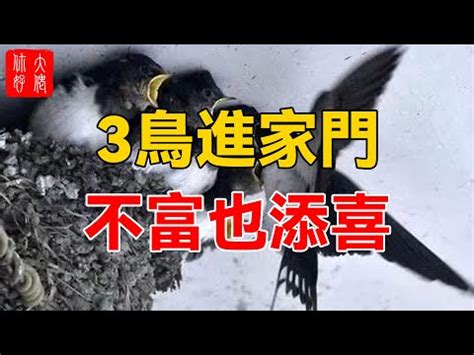 築巢 風水|【家中有鳥築巢】鳥築巢兆頭！家中有鳥築巢的風水好運